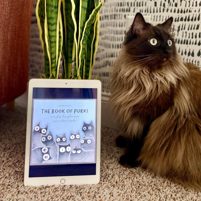 The Book of Purrs: Everyday Thoughts from Your Feline Friends by Luis Coelho | Book Review